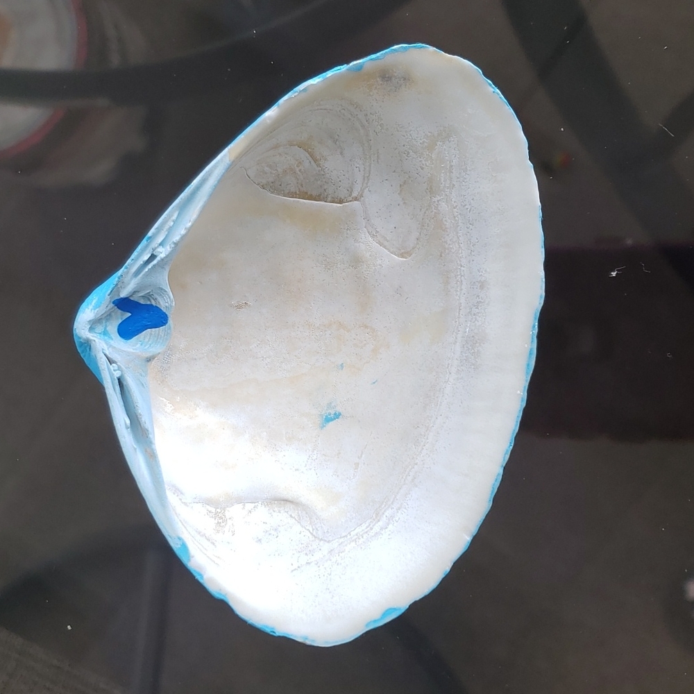 Hand painted Seashell 💙 - Picture 4 of 4
